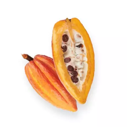 photo du fruit du cacao