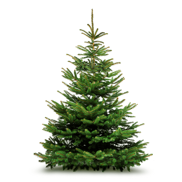 Sapins naturels