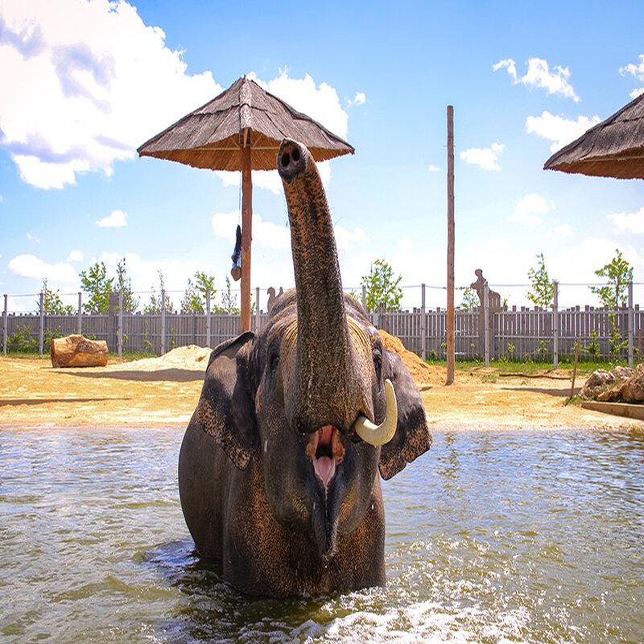Voir la diapositive 3 : Smartbox Tanière Zoo Refuge : immersion avec les herbivores pour 2 personnes - Coffret Cadeau Multi-thèmes