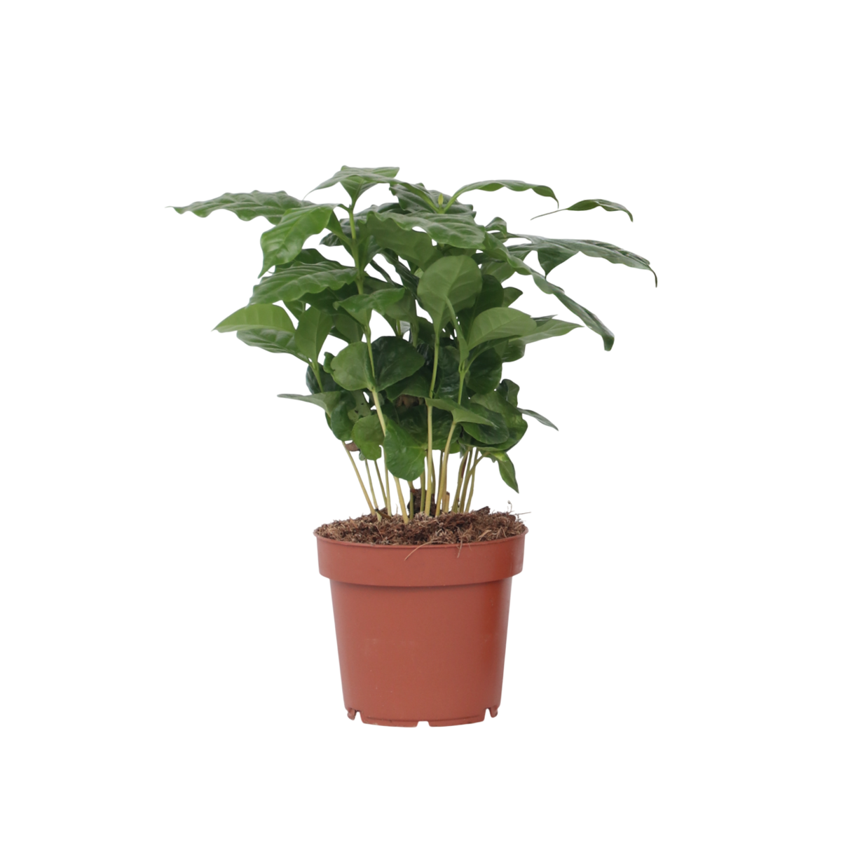 PLANT IN A BOX Caféier - Coffea arabica - Hauteur 25-40cm - ⌀12cm