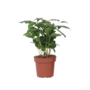 Voir la diapositive 1 : PLANT IN A BOX Caféier - Coffea arabica - Hauteur 25-40cm - ⌀12cm