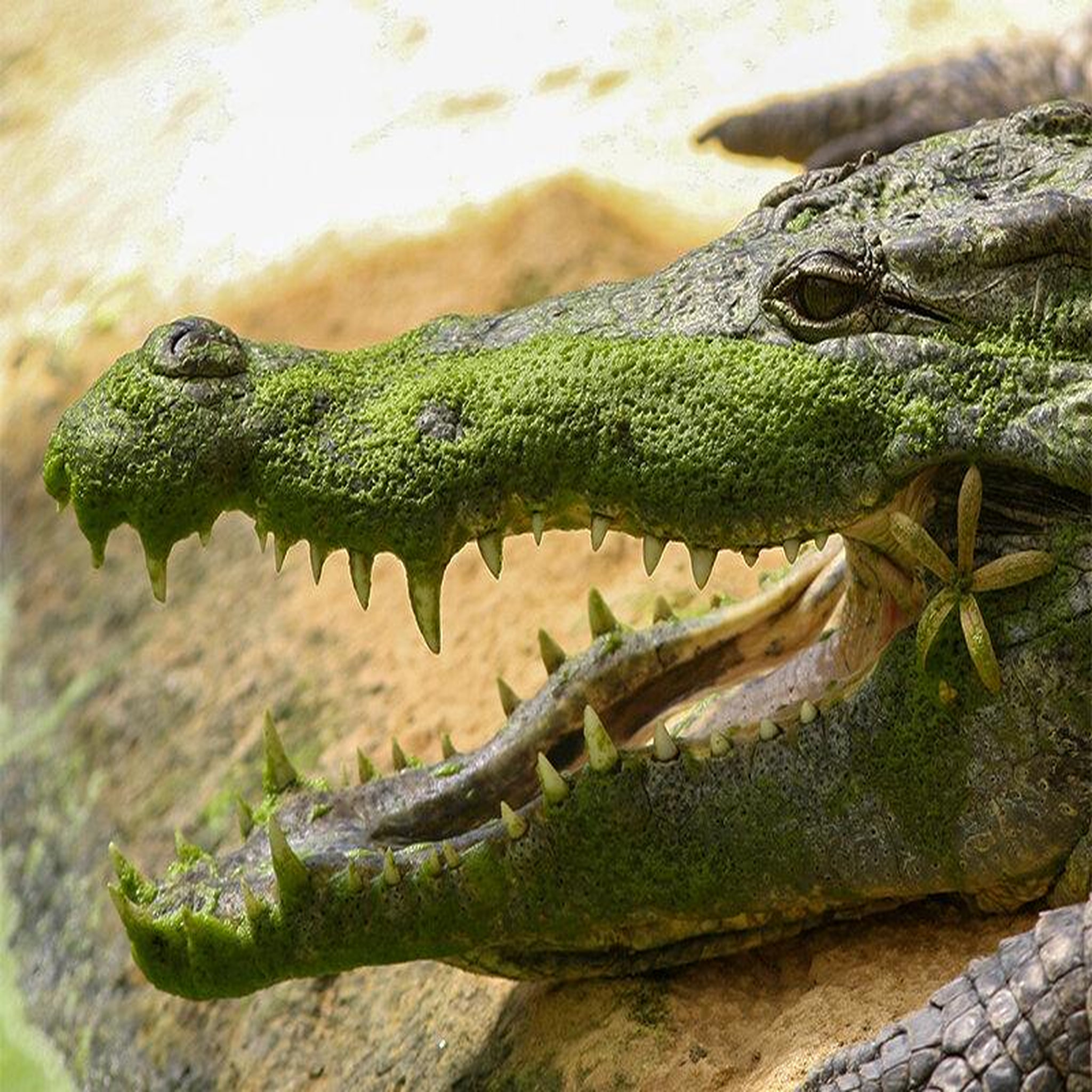 Voir la diapositive 2 : Smartbox Journée passionnante à la ferme aux crocodiles, près d'avignon pour 1 adulte et 2 enfants - coffret cadeau sport & aventure