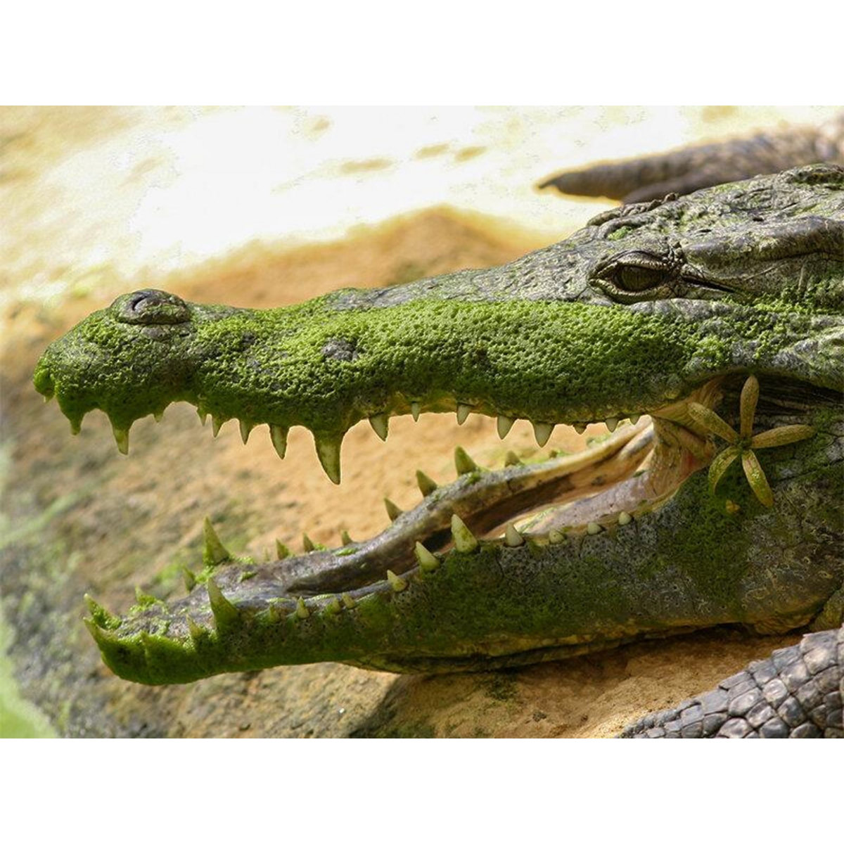 Smartbox Journée passionnante à la Ferme aux Crocodiles, près d'Avignon pour 1 adulte et 2 enfants - Coffret Cadeau Sport & Aventure