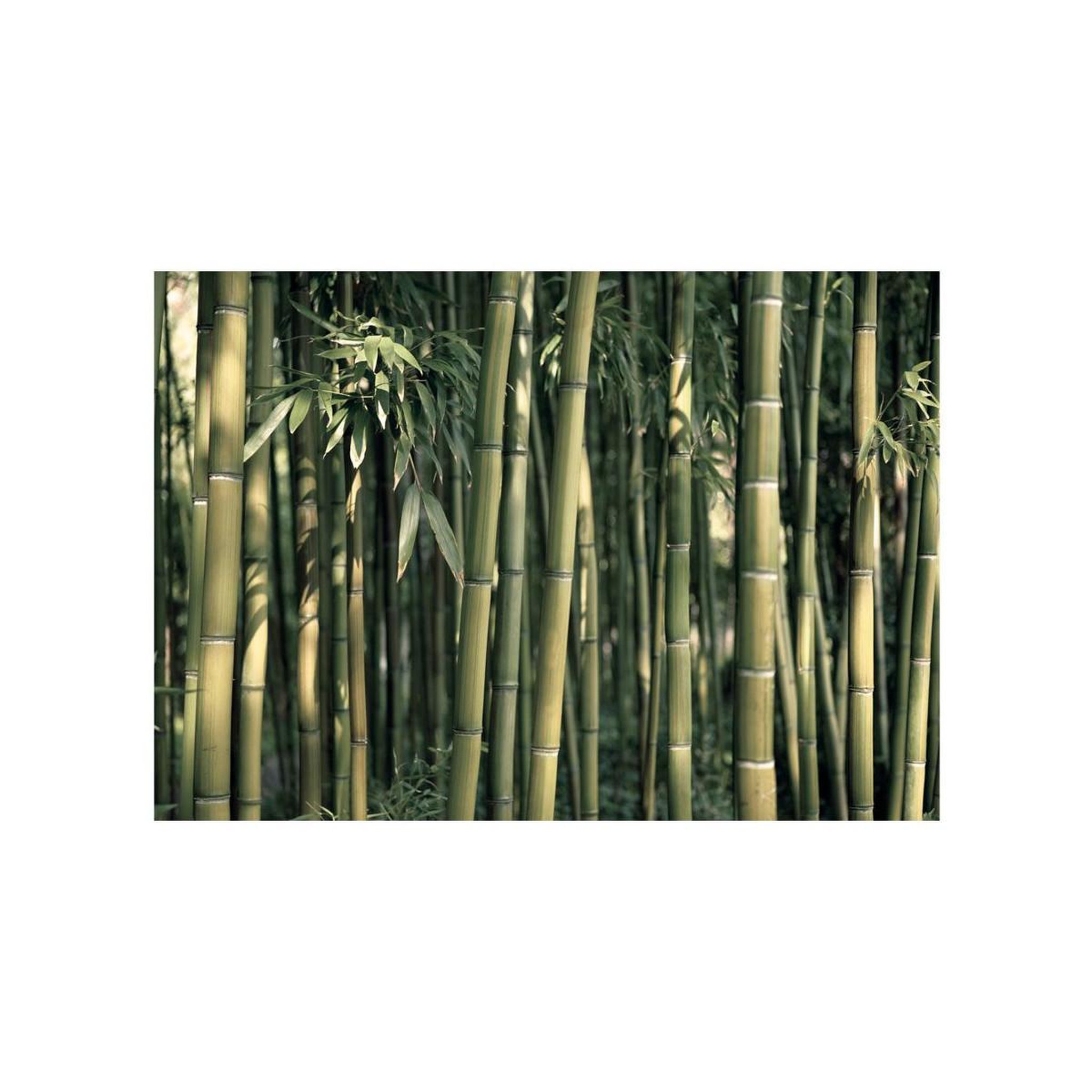 Voir la diapositive 2 : Paris Prix Papier Peint  Bamboo Exotic
