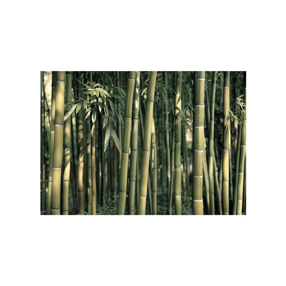 Paris Prix Papier Peint  Bamboo Exotic