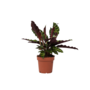 Voir la diapositive 1 : PLANT IN A BOX Calathea ornata - Goeppertia insignis - Hauteur 30-40cm - ⌀12cm