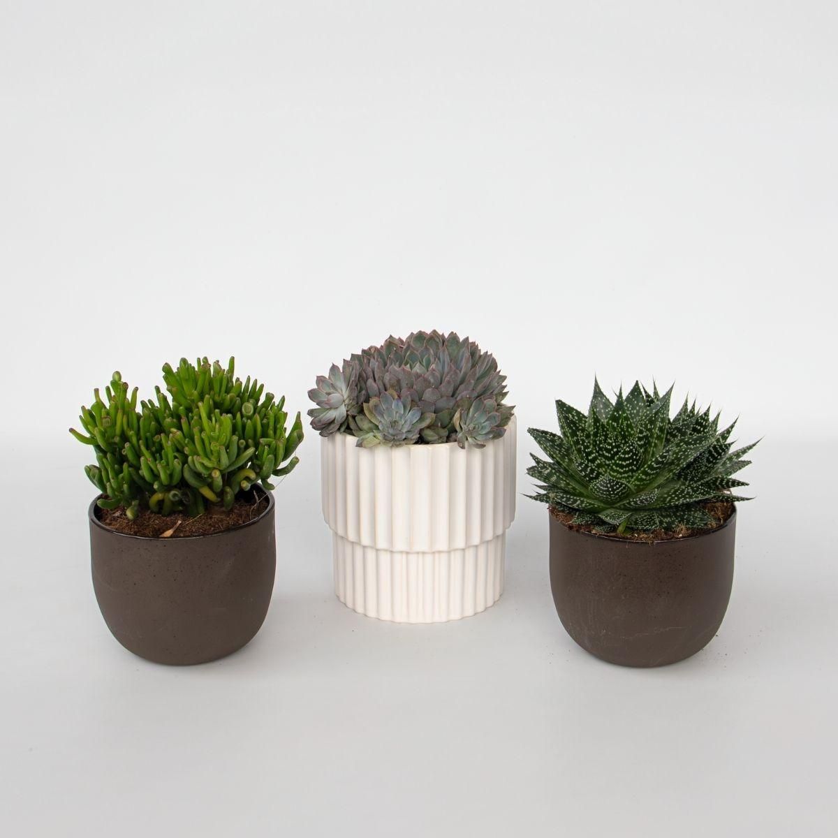 PLANT IN A BOX Mélange de succulentes - Set de 3 - Succulent Mix - H30-35cm - ⌀17cm