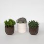 Voir la diapositive 5 : PLANT IN A BOX Mélange de succulentes - Set de 3 - Succulent Mix - H30-35cm - ⌀17cm