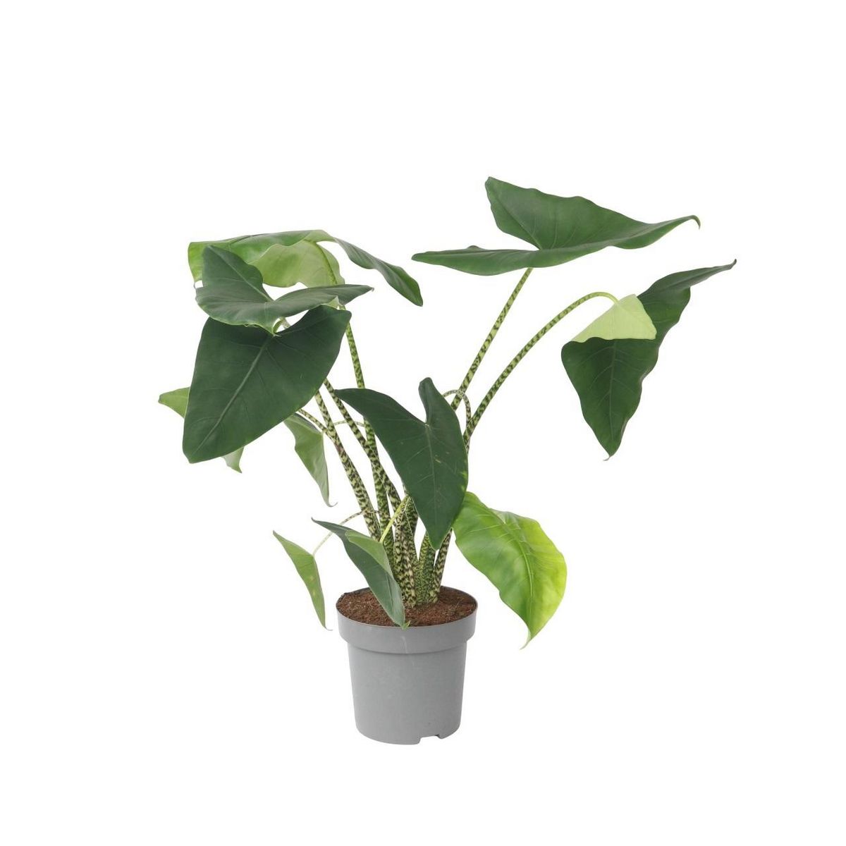PLANT IN A BOX Plante éléphant - Alocasia 'Zebrina' - Hauteur 140-150cm - ⌀32cm