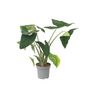 Voir la diapositive 1 : PLANT IN A BOX Plante éléphant - Alocasia 'Zebrina' - Hauteur 140-150cm - ⌀32cm
