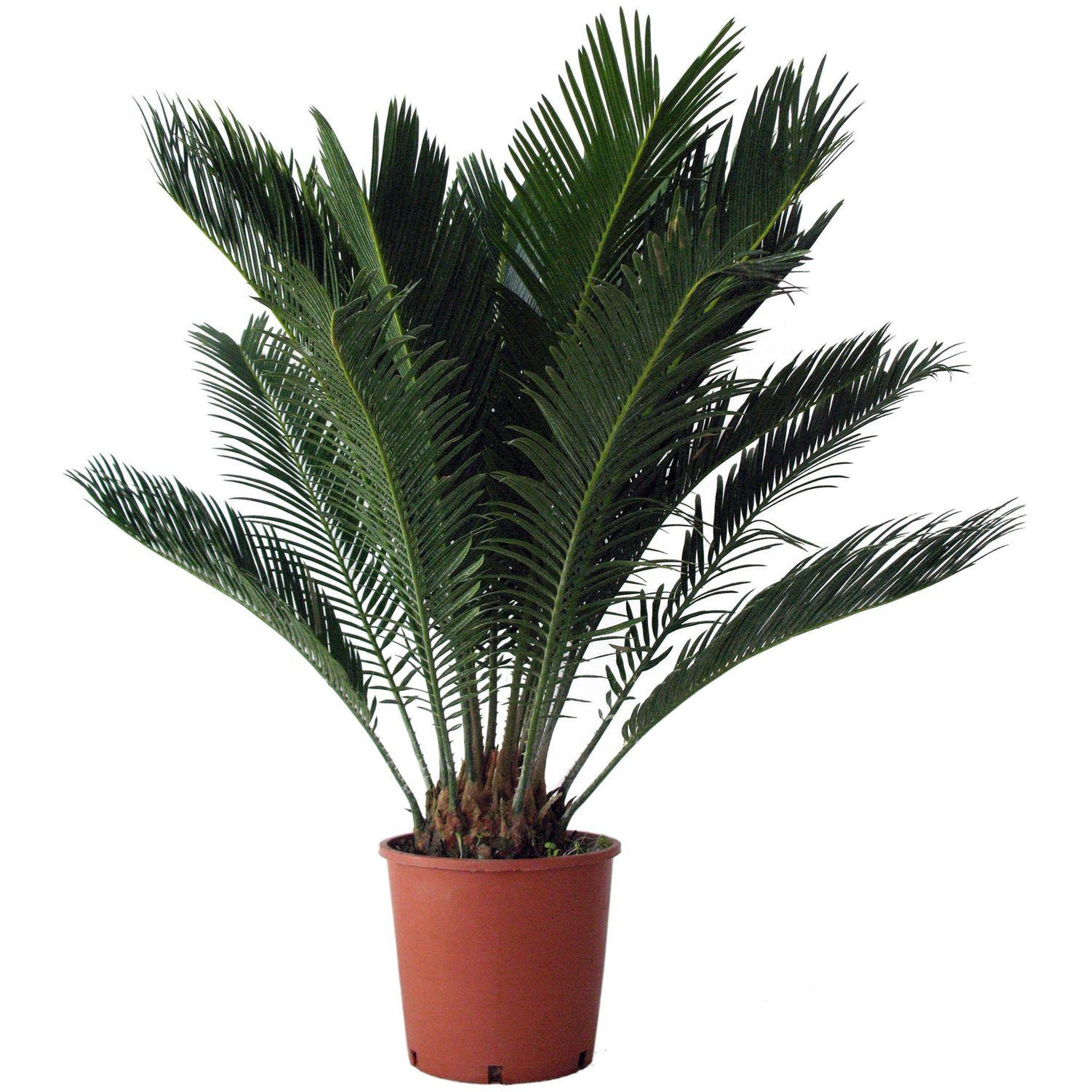 Sagoutier (Cycas Revoluta) - Pot de 4L - H/60-70cm