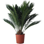 Sagoutier (Cycas Revoluta) - Pot de 4L - H/60-70cm