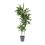 Voir la diapositive 1 : PLANT IN A BOX Dragonnier - Dracaena fragrans 'Cintho' - Hauteur 140-150cm - ⌀24cm