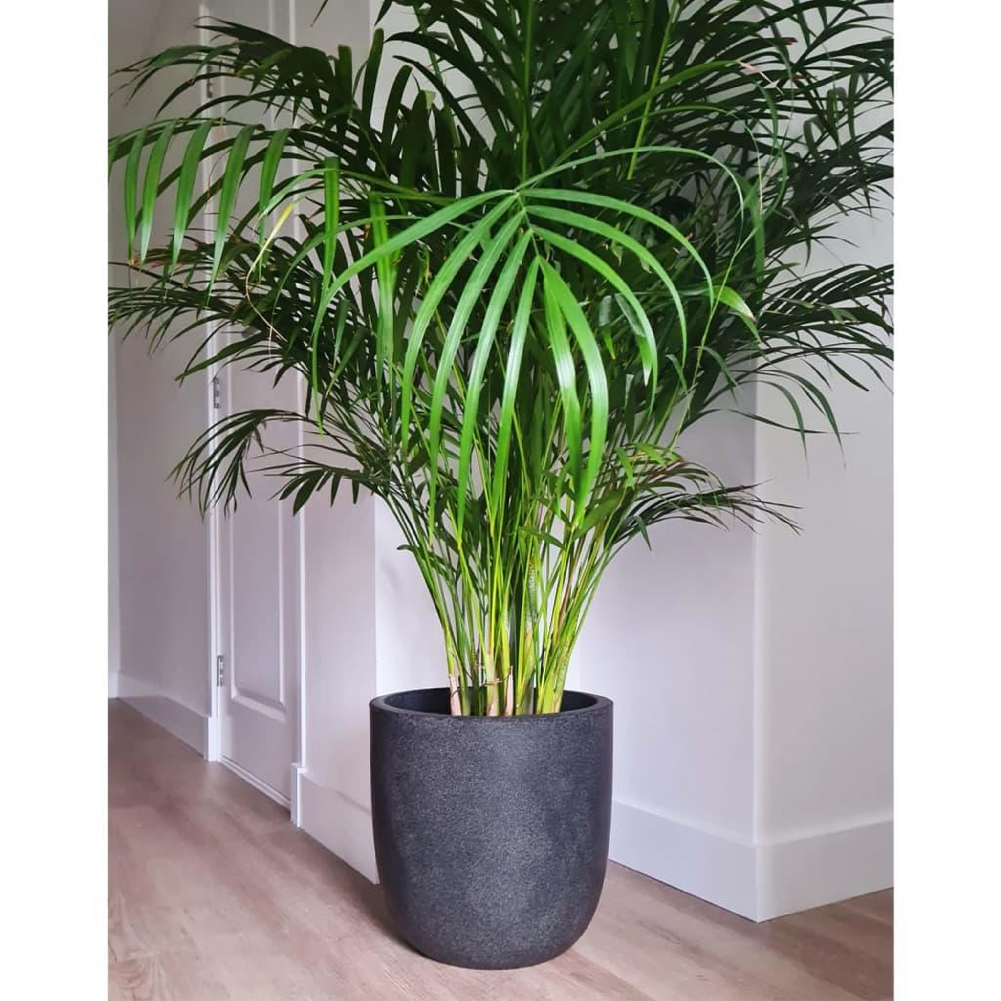 Voir la diapositive 1 : CAPI Capi Pot a fleurs Waste Smooth 43x41 cm Gris