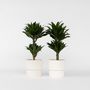 Voir la diapositive 5 : PLANT IN A BOX Dragonnier - Set de 2 - Dracaena surculosa - Hauteur 50-65cm - ⌀17cm