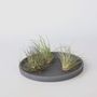 Voir la diapositive 4 : PLANT IN A BOX Plante aérienne - Set de 6 - Tillandsia - Hauteur 5-15cm - ⌀5cm