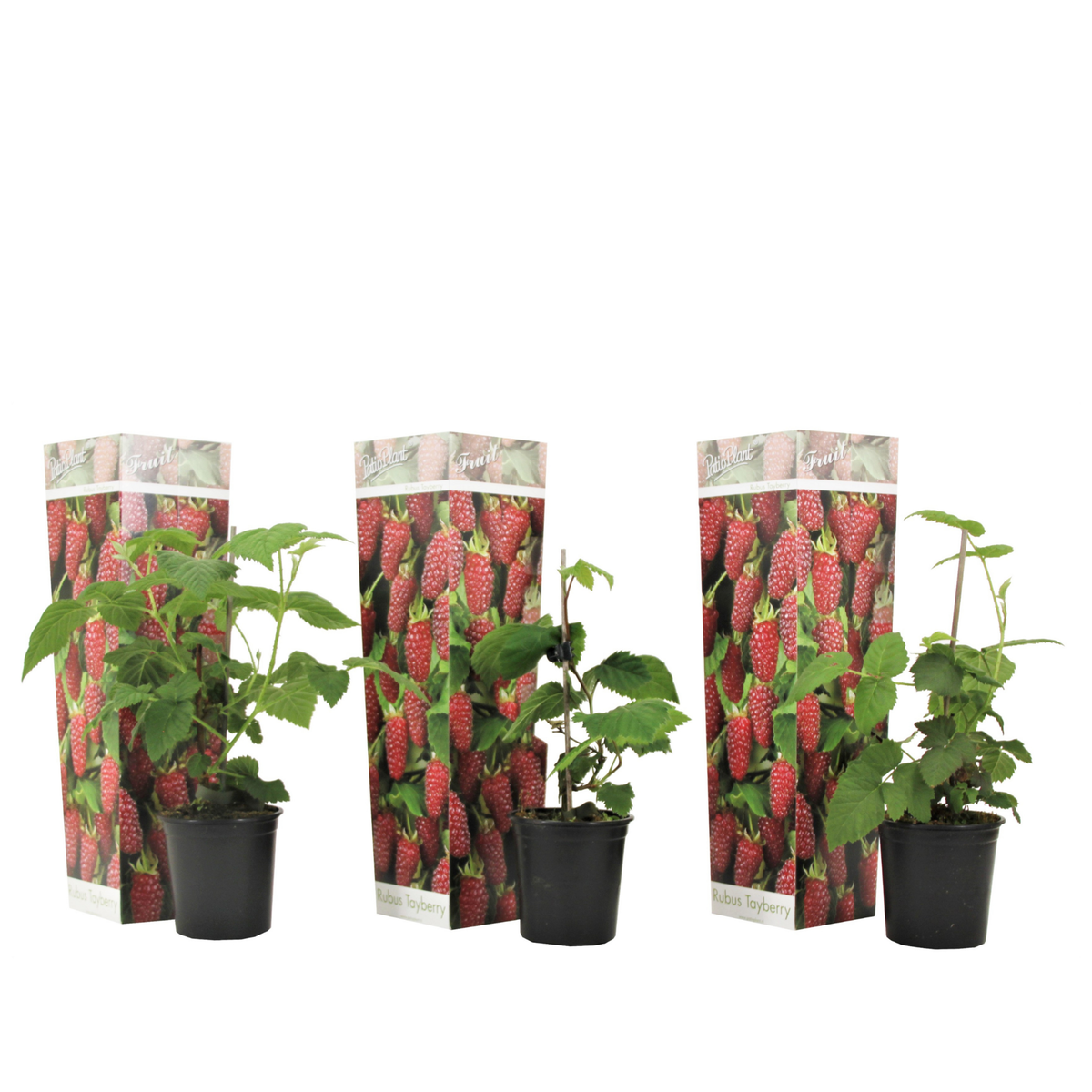 PLANT IN A BOX Framboise de Tay - Set de 3 - Rubus 'Tayberry' - Hauteur 25-40cm - ⌀9cm