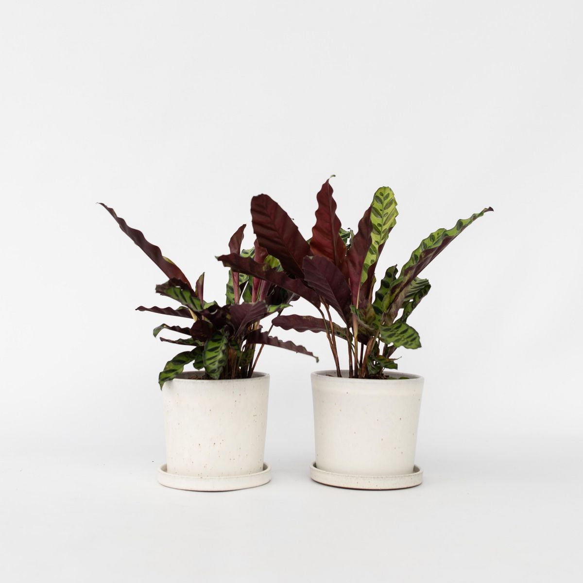 PLANT IN A BOX Calathea ornata - Set de 2 - Goeppertia insignis - Hauteur 30-40cm - ⌀12cm