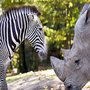 Voir la diapositive 3 : Smartbox Séjour en famille au ZooParc de Beauval 2026: entrées 2 adulte et 1 enfant (2 journées) et 1 nuit à proximité - Coffret Cadeau Multi-thèmes