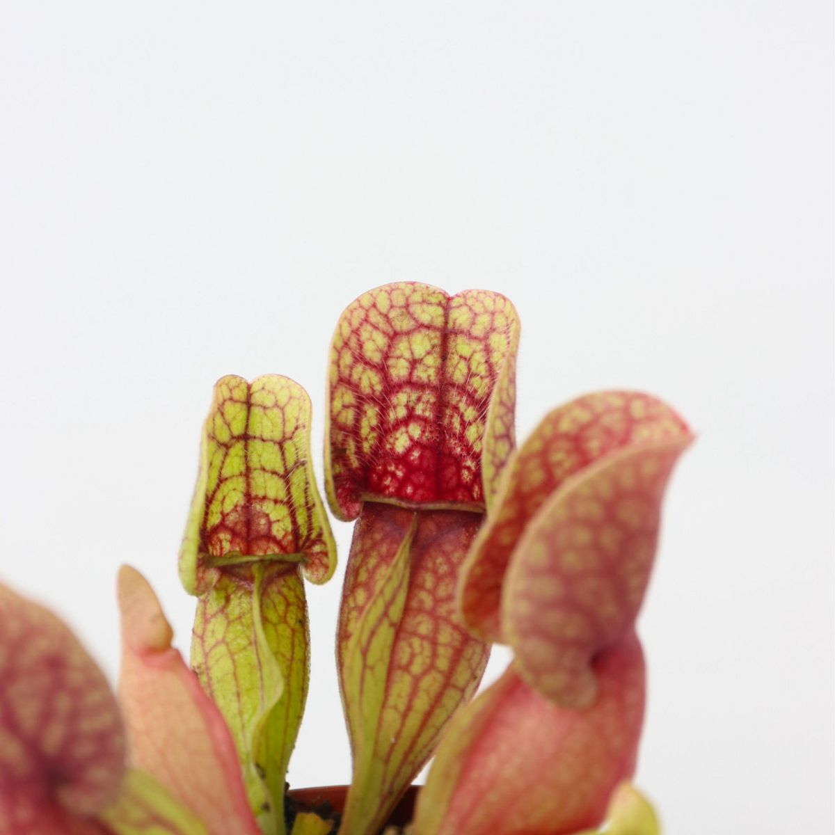 PLANT IN A BOX Sarracénie pourpre - Set de 3 - Sarracenia purpurea - Hauteur 10cm - ⌀5,5cm