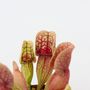 Voir la diapositive 3 : PLANT IN A BOX Sarracénie pourpre - Set de 3 - Sarracenia purpurea - Hauteur 10cm - ⌀5,5cm