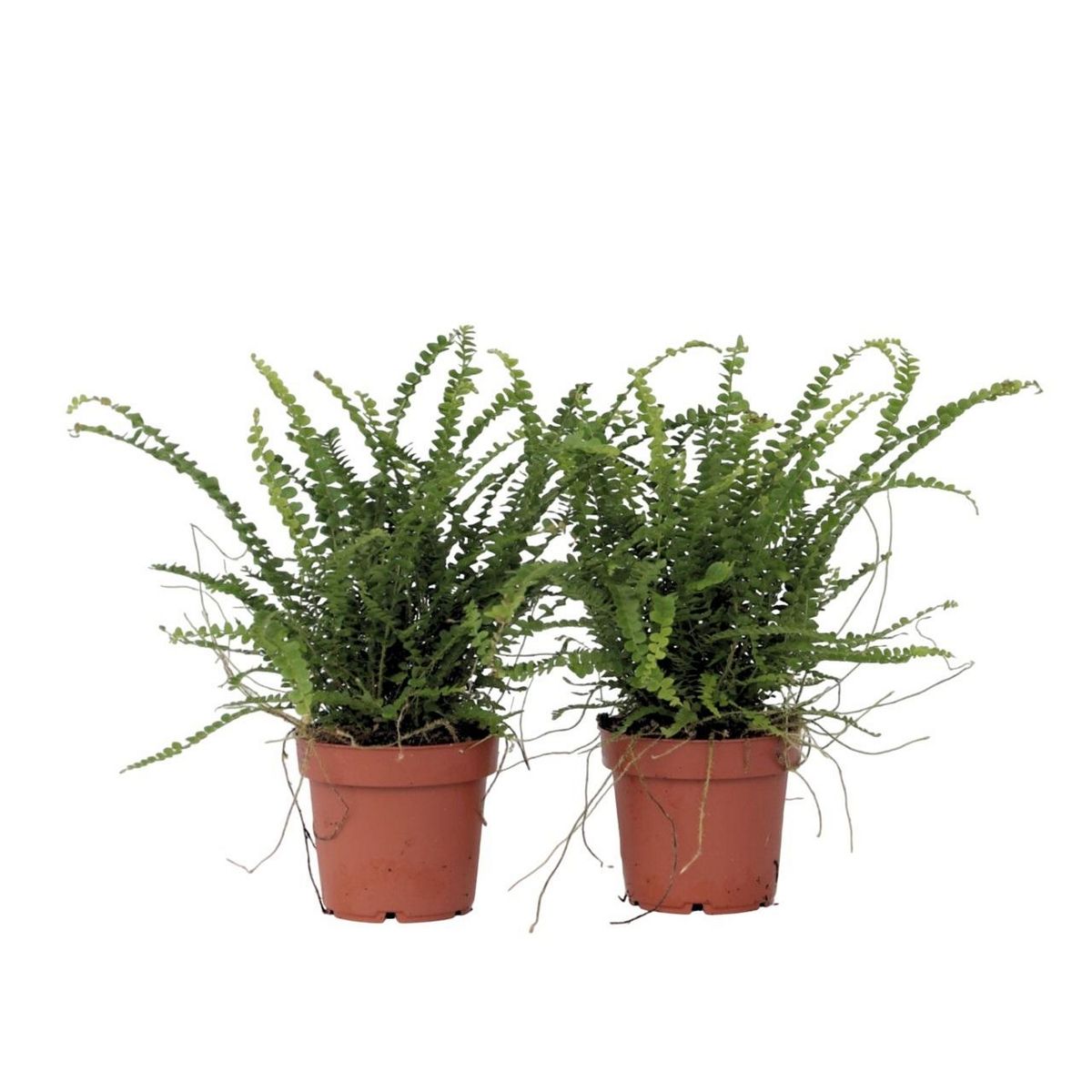 PLANT IN A BOX Fougère de Duff - Set de 2 - Nephrolepis 'Duffii' - Hauteur 25-40cm - ⌀12cm