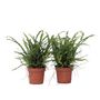 Voir la diapositive 1 : PLANT IN A BOX Fougère de Duff - Set de 2 - Nephrolepis 'Duffii' - Hauteur 25-40cm - ⌀12cm