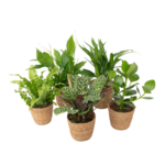 PLANT IN A BOX Mélange de plantes purificatrices d'air - x5 - Panier inclus - H25-40cm - ⌀12cm