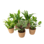 Voir la diapositive 1 : PLANT IN A BOX Mélange de plantes purificatrices d'air - x5 - Panier inclus - H25-40cm - ⌀12cm