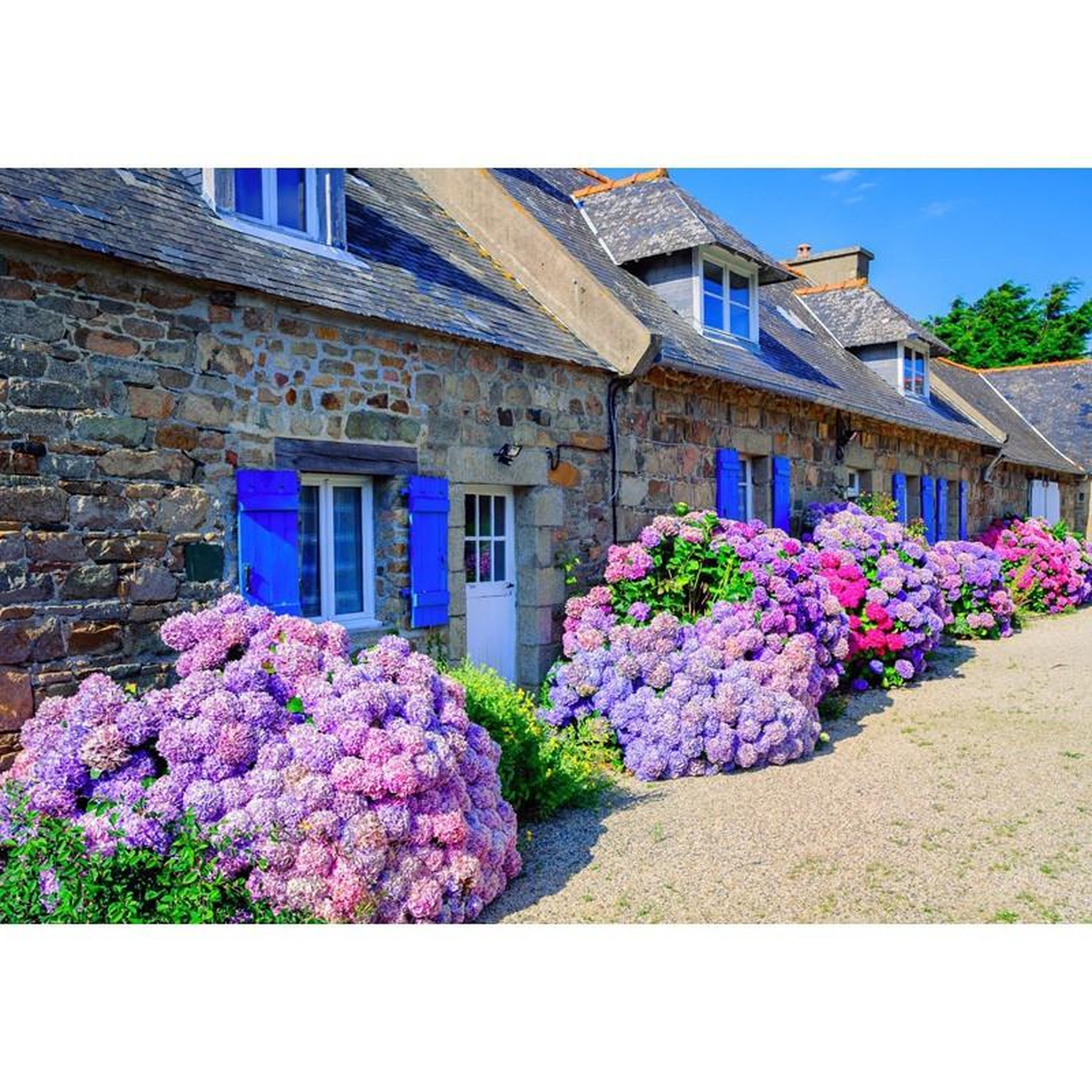 Voir la diapositive 2 : ALIZE Puzzle 1000 pièces Maison traditionnelle de Bretagne – Paysage breton – Adulte – Alizé