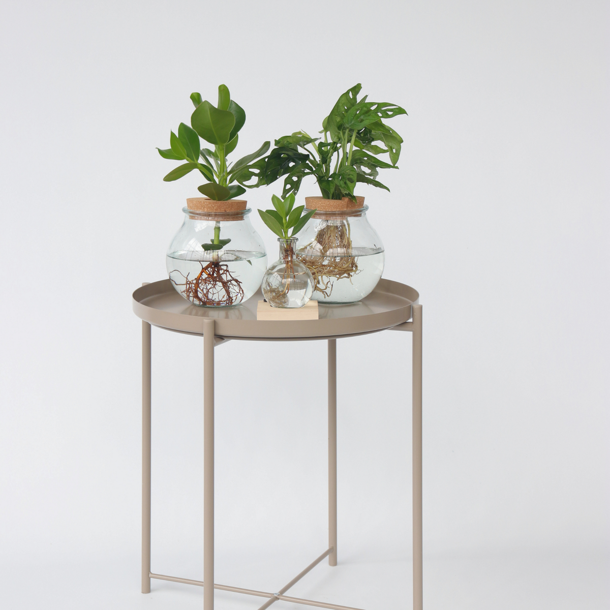 PLANT IN A BOX Avec éclairage LED - Clusia rosea 'Princess' - Hauteur 15-20cm - ⌀8cm