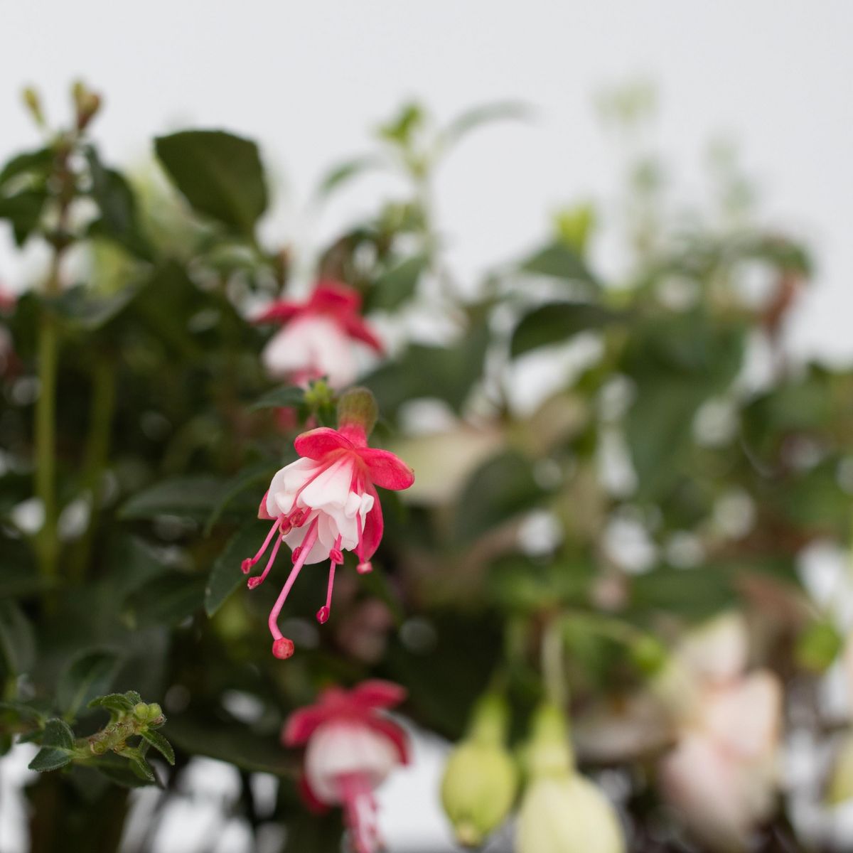 PLANT IN A BOX Fuchsia pleureur - Set de 6 - Fuchsia magellanica - Hauteur 10-20cm - ⌀9cm