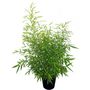 Voir la diapositive 2 : Lot de 3 Phyllostachys Aurea - Bambou doré