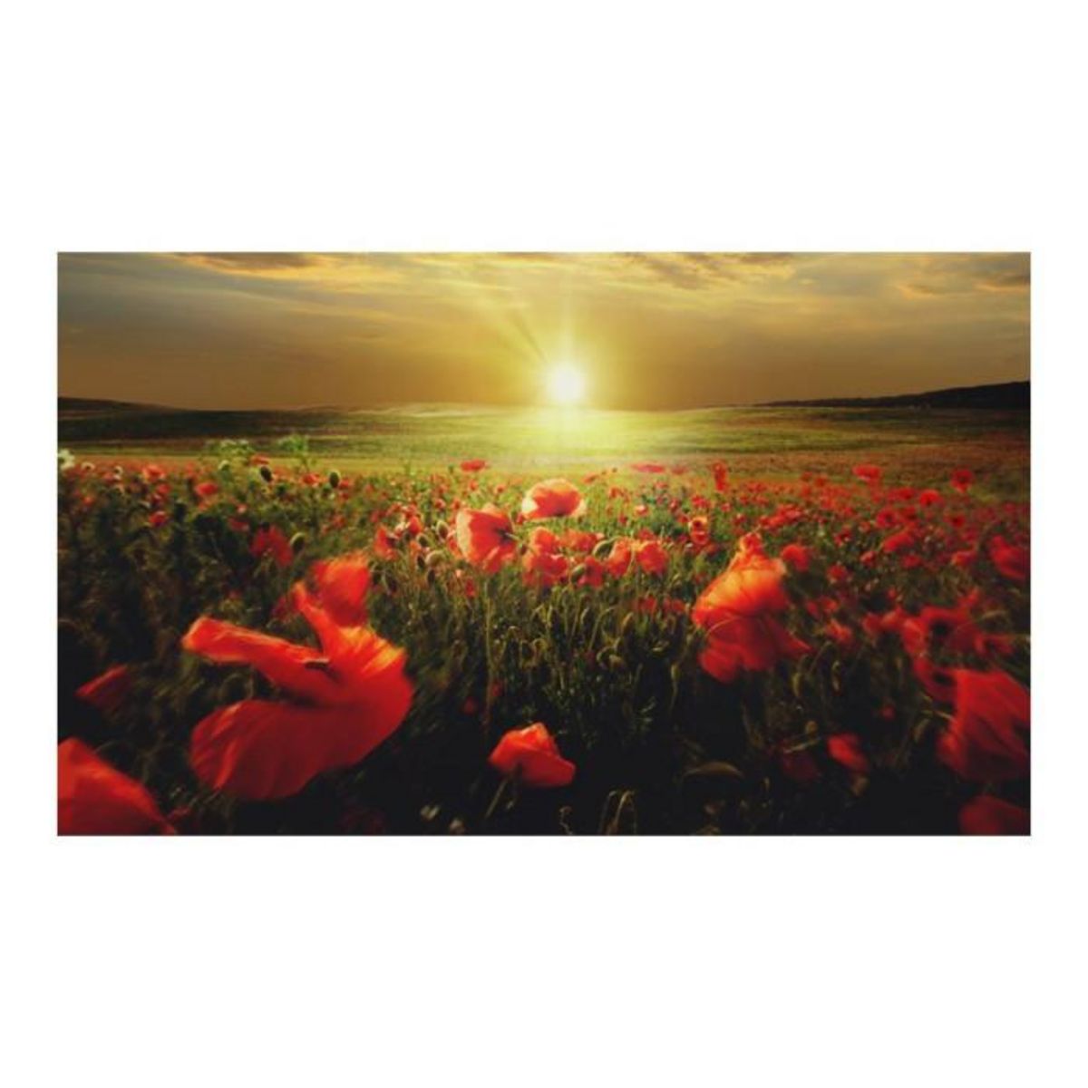 Paris Prix Papier Peint  Morning on the Poppy Meadow II  450x270cm