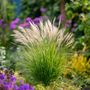 Voir la diapositive 5 : PLANT IN A BOX Roseau de Chine - Miscanthus sinensis 'Gracillimus' - Hauteur 40-60cm - ⌀23cm