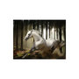 Voir la diapositive 2 : Paris Prix Papier Peint  La Course du Cheval Blanc