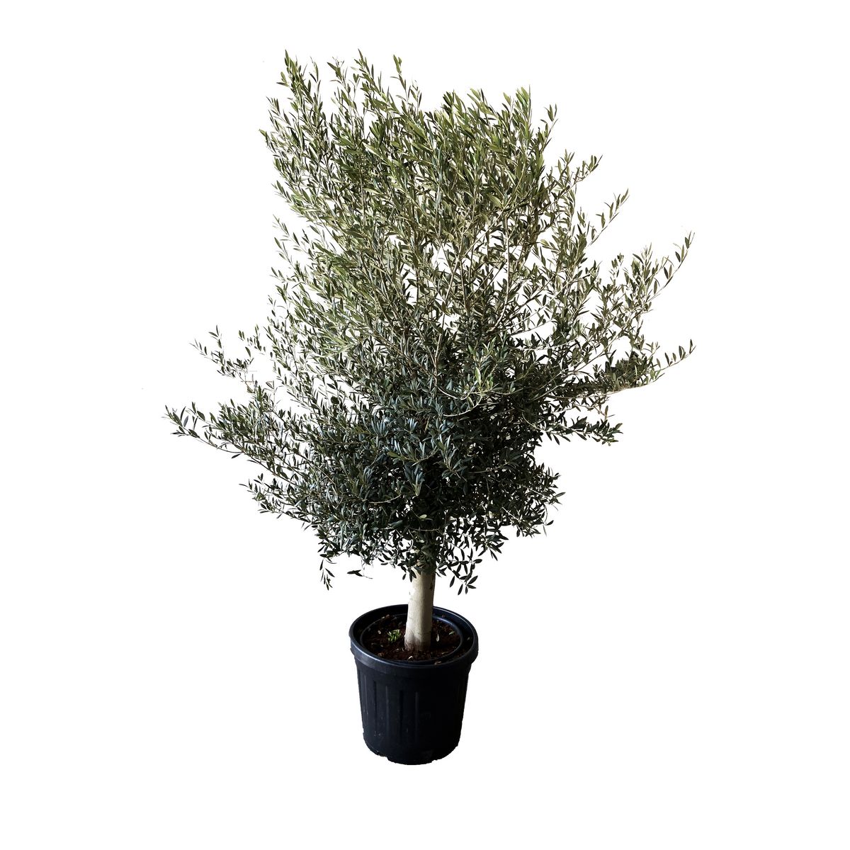 Olivier - Olea Europaea 