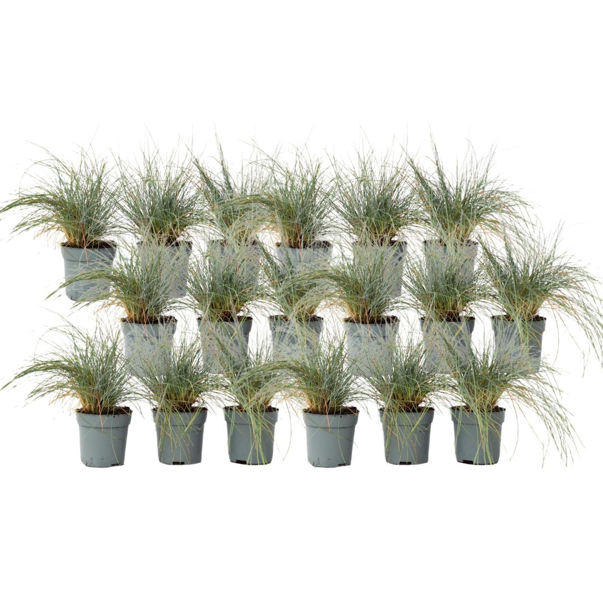 PLANT IN A BOX Fétuque - Set de 18 - Festuca glauca 'Elijah Blue' - Hauteur 10-15cm - ⌀9cm