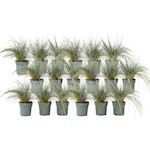 PLANT IN A BOX Fétuque - Set de 18 - Festuca glauca 'Elijah Blue' - Hauteur 10-15cm - ⌀9cm