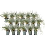 PLANT IN A BOX Fétuque - Set de 18 - Festuca glauca 'Elijah Blue' - Hauteur 10-15cm - ⌀9cm