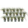Voir la diapositive 1 : PLANT IN A BOX Fétuque - Set de 18 - Festuca glauca 'Elijah Blue' - Hauteur 10-15cm - ⌀9cm