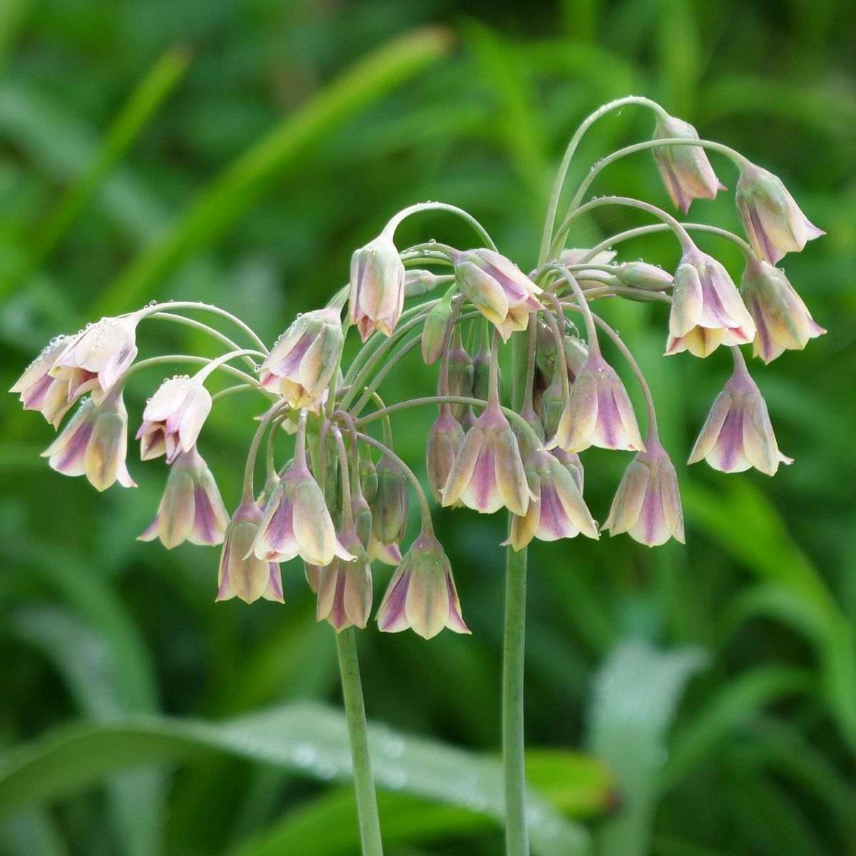 PLANT IN A BOX Mélange de bulbes Ail - Set de 80 - Allium - Bulbes à fleurs