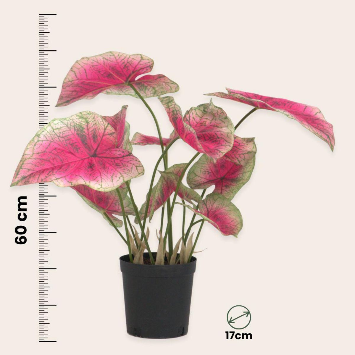 PLANT IN A BOX Caladium artificiel - Hauteur 60cm