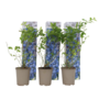 Voir la diapositive 1 : PLANT IN A BOX Myrtille - Set de 3 - Vaccinium corymbosum 'Sunshine Blue' - H25-40cm - ⌀9cm
