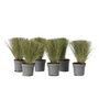 Voir la diapositive 1 : PLANT IN A BOX Herbe aux plumes - Set de 6 - Stipa tenuifolia 'Pony Tails' - H20-30cm - ⌀9cm