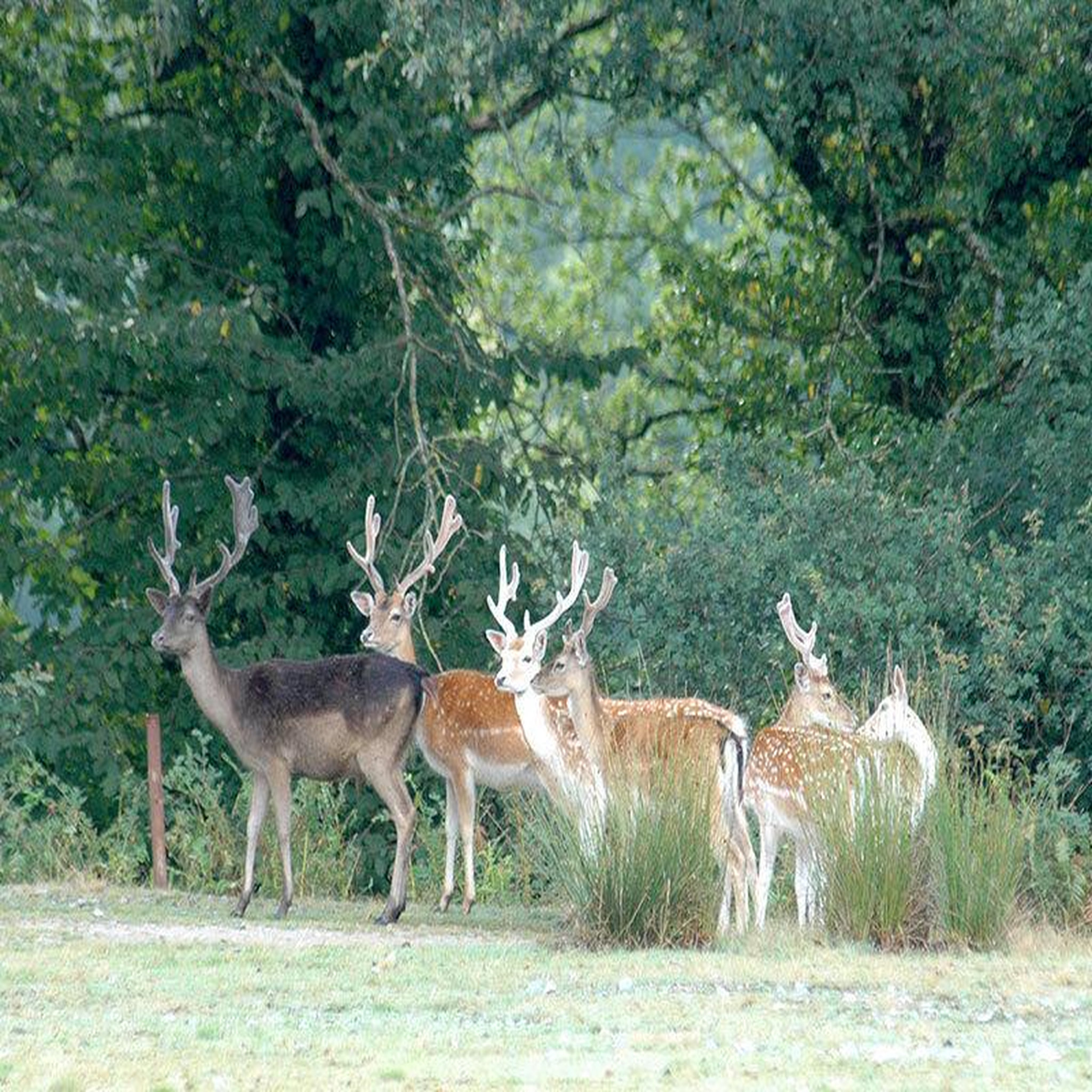 Voir la diapositive 2 : Smartbox 3 jours dans la vallée des daims près d'aurillac avec dîners et accès au parc animalier - coffret cadeau séjour