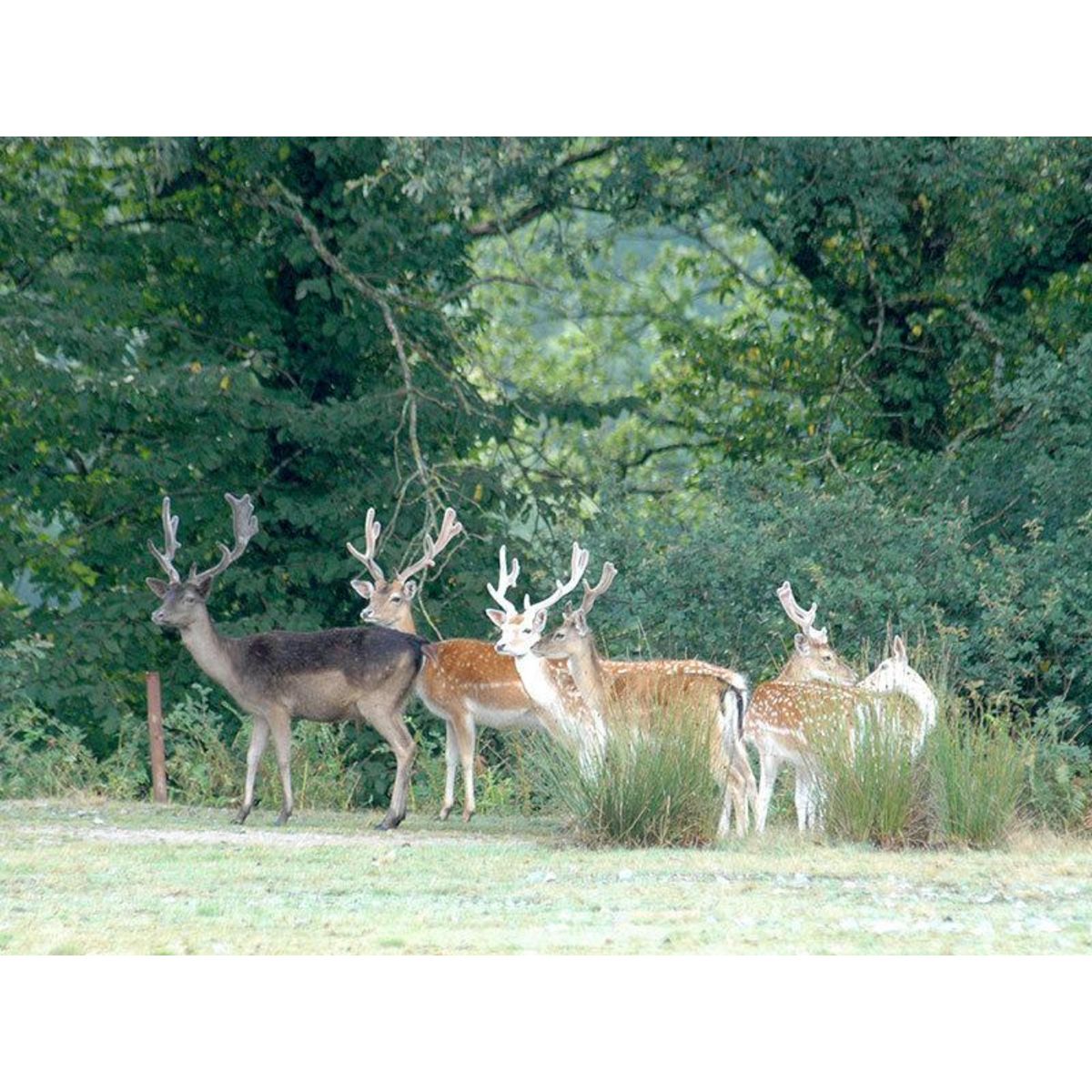 Smartbox 3 jours dans La Vallée des Daims près d'Aurillac avec dîners et accès au parc animalier - Coffret Cadeau Séjour