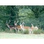 Voir la diapositive 2 : Smartbox 3 jours dans La Vallée des Daims près d'Aurillac avec dîners et accès au parc animalier - Coffret Cadeau Séjour