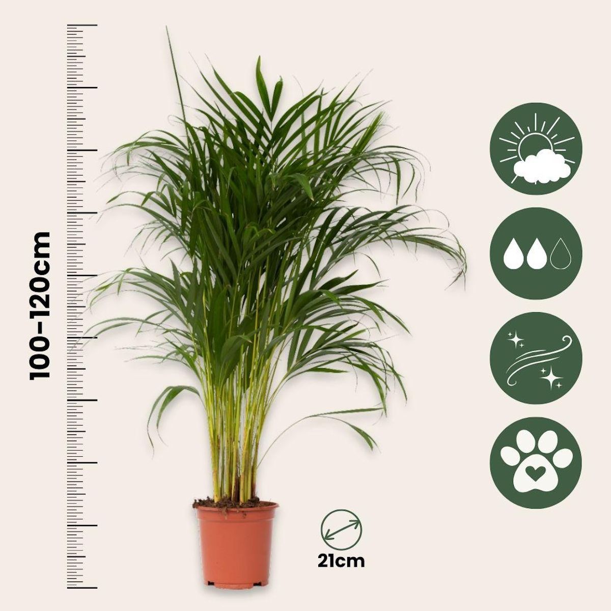 PLANT IN A BOX Palmier areca - Dypsis lutescens - Hauteur 100-120cm - ⌀21cm