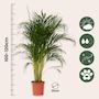 Voir la diapositive 2 : PLANT IN A BOX Palmier areca - Dypsis lutescens - Hauteur 100-120cm - ⌀21cm